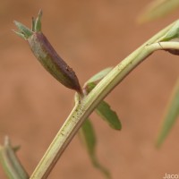 Ludwigia perennis L.
